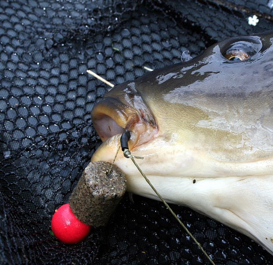 pescuitul+natura - 525344419406918152016551685977n.jpg